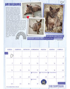 Samtpfoten-Kalender 2025