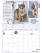 Samtpfoten-Kalender 2025