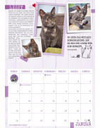 Samtpfoten-Kalender 2025