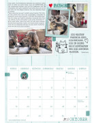 Samtpfoten-Kalender 2025