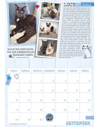 Samtpfoten-Kalender 2025