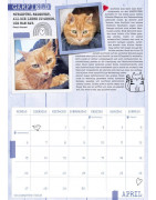 Samtpfoten-Kalender 2025